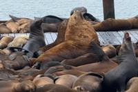 Chonkers has competition! A fat sea lion buddy shows up at San Francisco’s Pier 39