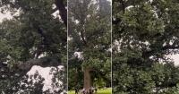 Meet the Tuliptree, Baltimore's new official City Tree