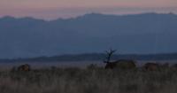Hunters help test deer, elk for chronic wasting disease