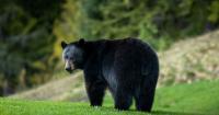 New Mexico Man Mauled to Death by Bear Inside His Own Home