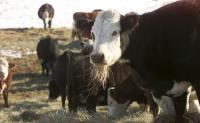 Gov. Stitt pitches Oklahoma beef as answer to high prices
