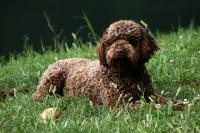 36 Popular Dog Breeds That Don’t Shed Nearly As Much As Others