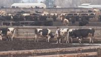 House Agriculture Chairman Shares Concerns Over President’s Beef Import Plan