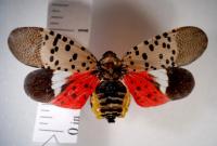 Ohio Department of Agriculture grants to combat spotted lanternfly