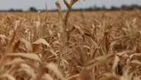 Global food prices rise to highest since 2022: FAO