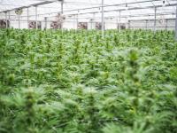 Hemp entrepreneurs in Florida receive a reprieve  — at least for another month