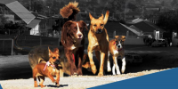 PAHO launches a new tool to find out how many dogs and cats live in Latin America and the Caribbean
