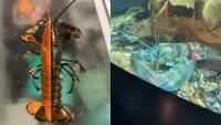 Pair of rare, colorful lobsters have a new home in Maine