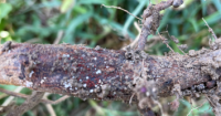 Ohio farmers urged to inspect soybean fields for 'red crown rot' which can destroy crops