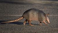 Florida sees leprosy cases rise as officials say armadillos could be to blame