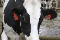 National dairy economics, policy workshop set for south-central Idaho