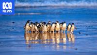 Global penguin researchers' climate warning at meeting in shadow of bird flu