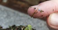 UK college of agriculture researchers making progress on microplastic removal technique