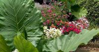 On Gardening: Emerald Isle is a new drama queen for the garden