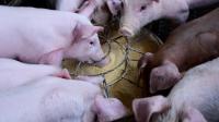 US feed industry adds $267 billion to economy