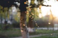 Orange County Increases Mosquito Surveillance, Encourages Residents to Take Preventive Action