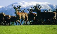 Deer industry looks to differentiation as farmers weigh the future