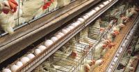 Helping our poultry farmers’ needs 