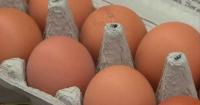 Florida attorney general settlement with egg producers results in 5.6 million free eggs for state food banks