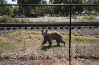Colorado has killed 294 bears this year, more than 3 times the number killed last year