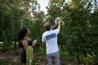 Maryland orchard owner says pickings are slim for pick-your-own apples this season