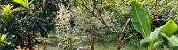 Falling for Food Forests?