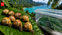 In 1989, Detroit Zoo began saving lost snails; 37 years later, 500 head 5,000 miles to Tahiti
