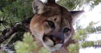 Montana FWP 'monitoring' after mountain lion activity near homes in Helena's South Hills