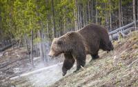 The Grizzly That Just Attacked a Montana Dog Walker Had a Deer Cached Nearby