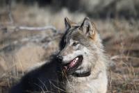 First gray wolf sighting in a century reported in Mendocino National Forest