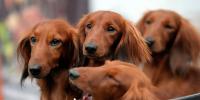 South Carolina Weinerfest takes over Columbia on Sept. 12