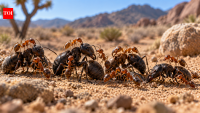 Scientists found ants gathering together to be picked clean by other ants in an unusual desert behaviour