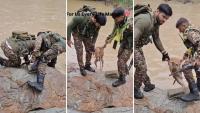 'A Salute To Them': CRPF Jawans Rescue Dog From Raging Canal, Internet Applauds (WATCH)