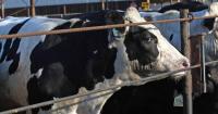 What’s next on the table for the U.S. beef industry?