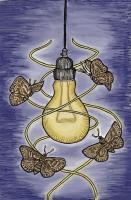 Think of the little ones: light pollution threatens insects