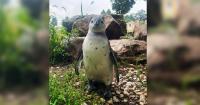 Lehigh Valley Zoo mourns loss of young African penguin