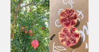 "Traceability, quality and origin are essential to maintaining a loyal customer base in a changing organic market"