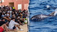 Migrants spark outrage after video shows baby dolphin beaten during beach celebration
