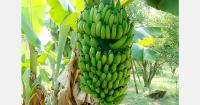 Philippine Saba bananas enter Hong Kong and New Zealand markets