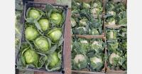 Polish cauliflower supply faces summer pressure as farms consolidate