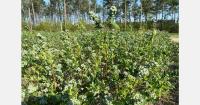 Southeastern blueberry production to increase in 2027