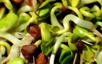 Minneapolis Sprout Grower Adds Radish Mix to a Recall That Began With Alfalfa Tied to Fifty Five Illnesses