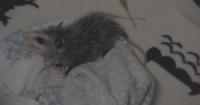 Local wildlife rehabilitator sees uptick in opossums needing care