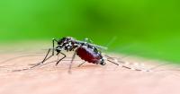 Massachusetts health officials announce sixth human case of West Nile virus