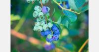 Mexican research identifies key factors in blueberry competitiveness