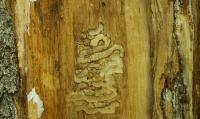 Colorado asks residents to inspect ash trees after emerald ash borer leaps 50 miles south