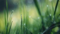 Gardening: Rain in summer, overwatering in winter can cause issues