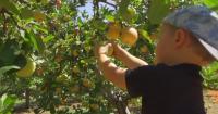 Coming off a late winter freeze, Apple Hill farmers find ways to move forward