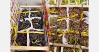 "Starting in mid-September, the Italian grape season is expected to pick up steam"