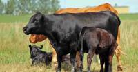 Will the Ranchers First Initiative actually help rebuild the U.S. cow herd?